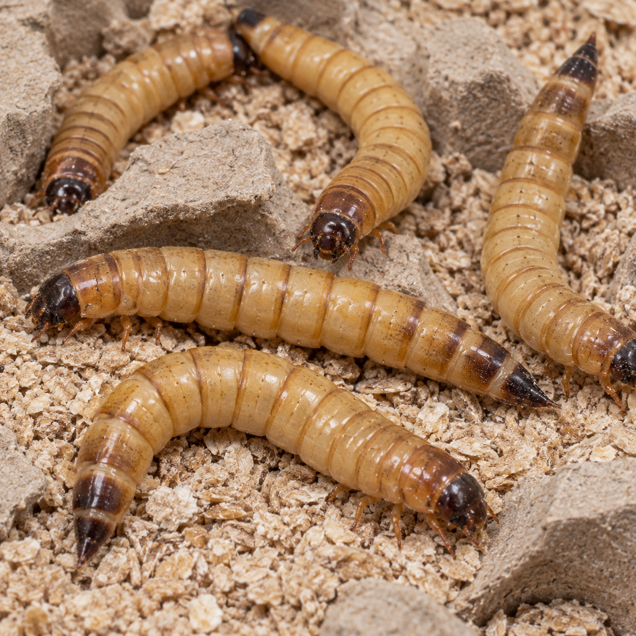 Superworms